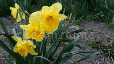 第一春多年生花，<strong>水仙花</strong>或<strong>水仙花</strong>，生长在花园或后院的房子和
